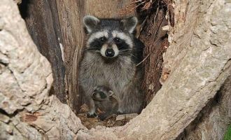 3 Waschbaer mit Nachwuchs im Wattertal
